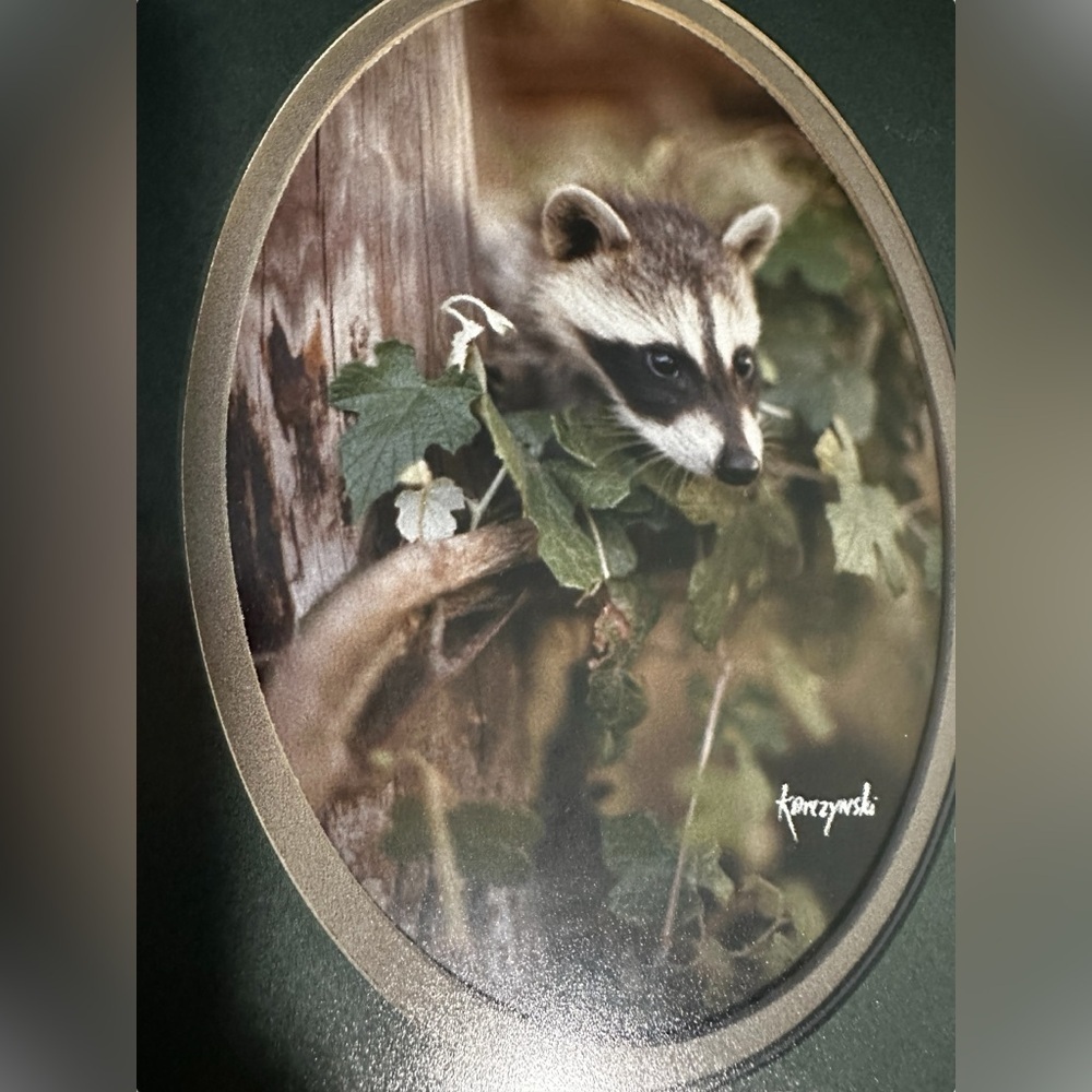 Vintage Framed Matted Set Of Two Baby Raccoon Photos - Picture 3 of 9